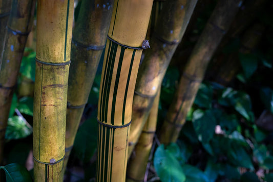 Soft Bamboo Fabric A Gentle Choice for Delicate Skin
