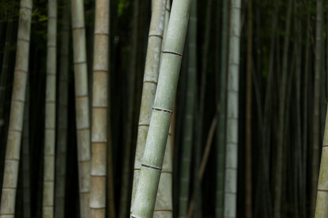 Explore the Bamboo Nappy Supply Chain Today