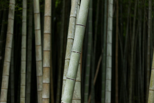 Explore the Bamboo Nappy Supply Chain Today
