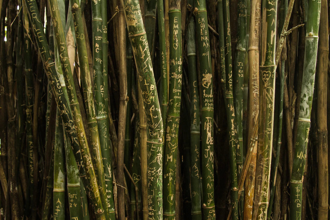 Organic Bamboo Nappies vs. Disposable Nappies A Cost Showdown