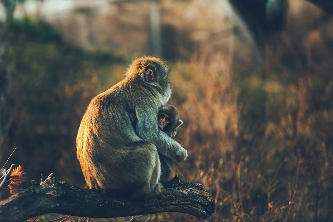 The Connection Between Parenting Choices and the Environment