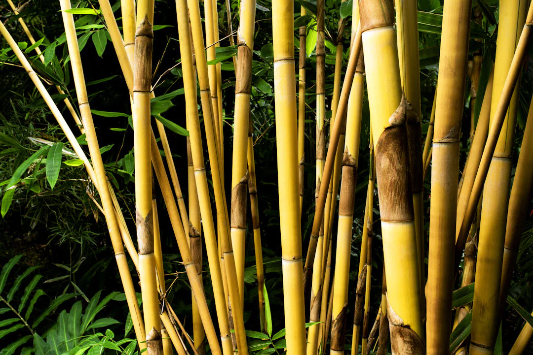 Guidelines for Properly Disposing of Bamboo Nappies