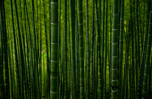 The Science Behind Bamboo A Sustainable Resource