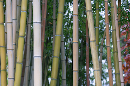 Discovering How Bamboo Nappies Are Made