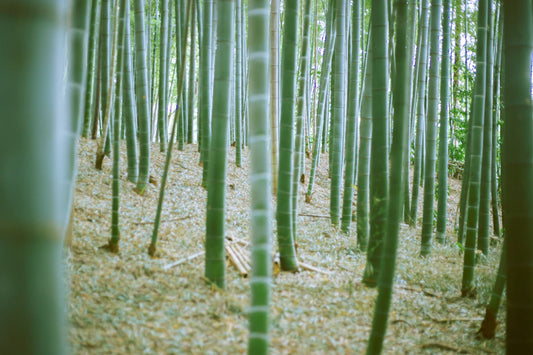 Crafting Organic Bamboo Nappies A Sustainable Journey