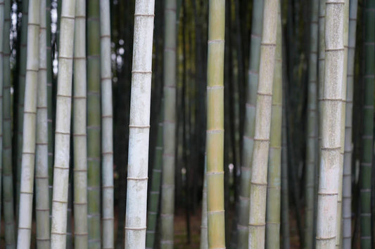 Why Organic Bamboo Nappies Are a Cost-Effective Choice