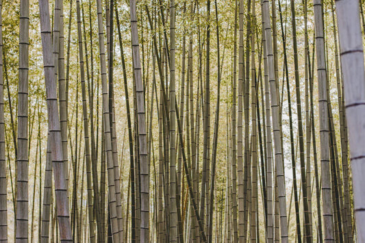 Bamboo Nappies vs. Disposable Nappies The Ultimate Debate