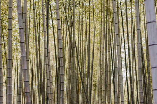 Understanding the Lifecycle of Bamboo Nappies