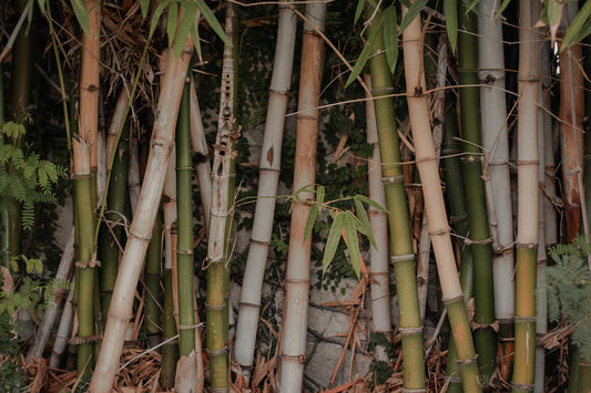 Unmasking Bamboo Diapers Myths vs. Reality