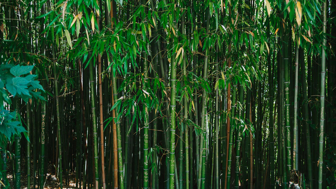 Transformative Tales Parents Embrace Bamboo Baby Products
