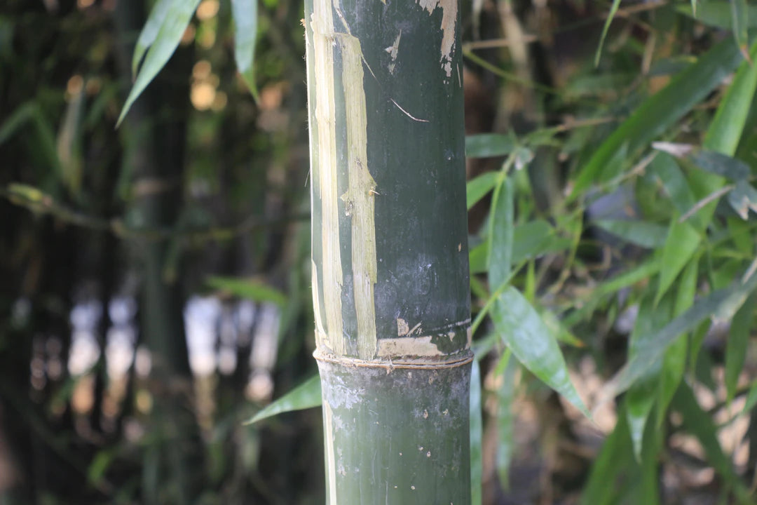 The Science Behind Bamboo's Antimicrobial Properties