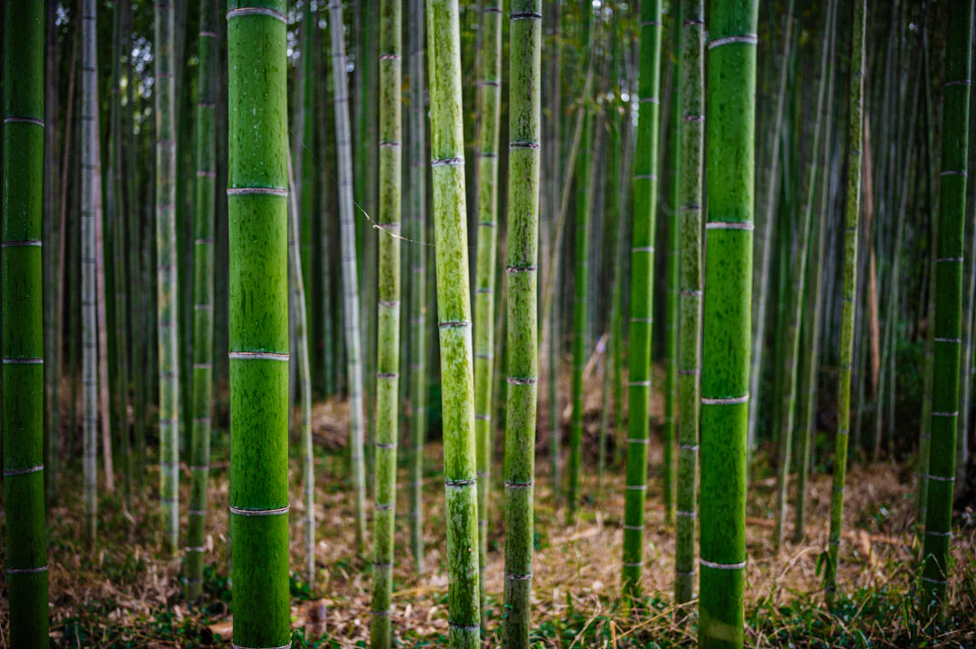 Bamboo Nappies The Eco-Conscious Choice for Parents