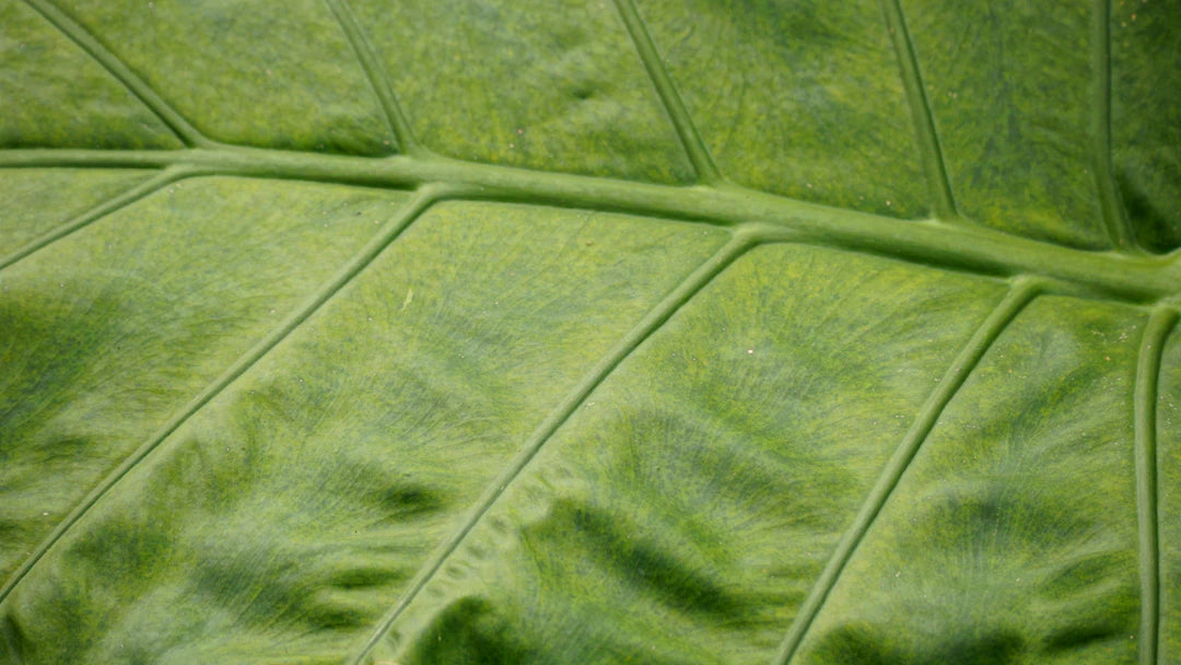 The Importance of Certifications in Choosing Organic Nappies