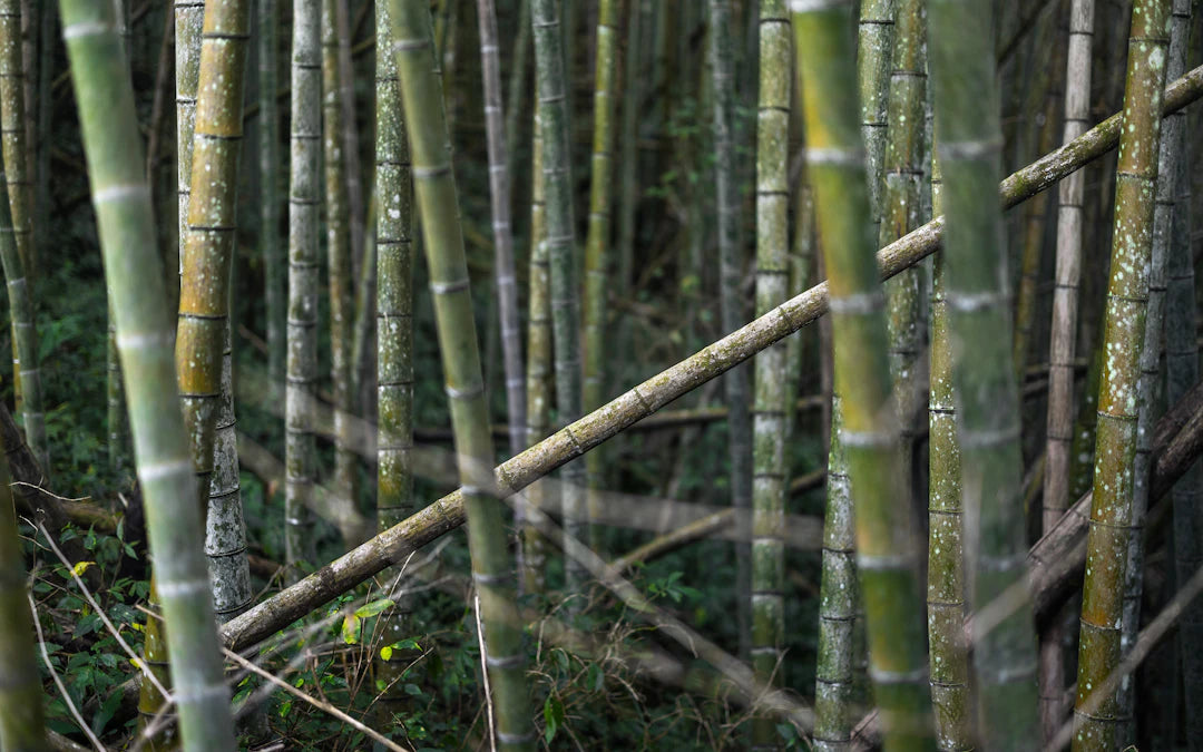 The Health Benefits of Bamboo Nappies for Babies