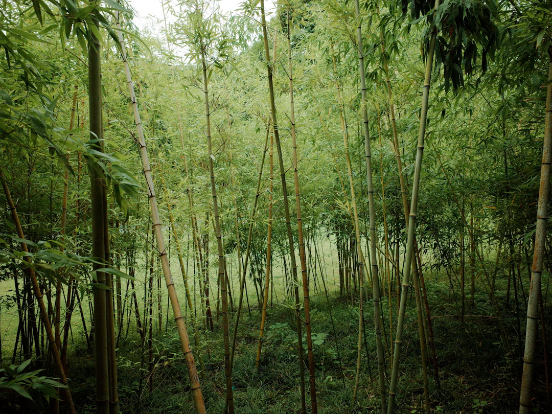 The Eco-Friendly Choice Bamboo Diapers Unpacked