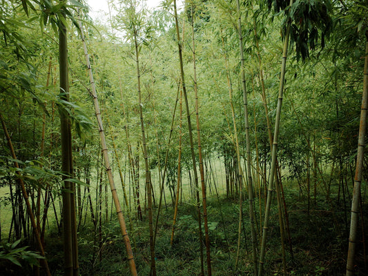 The Eco-Friendly Choice Bamboo Diapers Unpacked