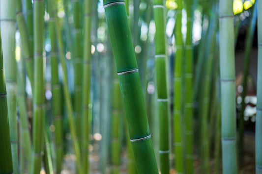 Mastering Care for Your Bamboo Nappies