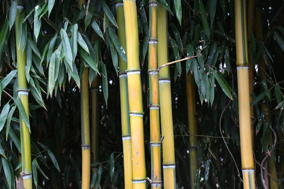 Reduce Waste with Organic Bamboo Diapers