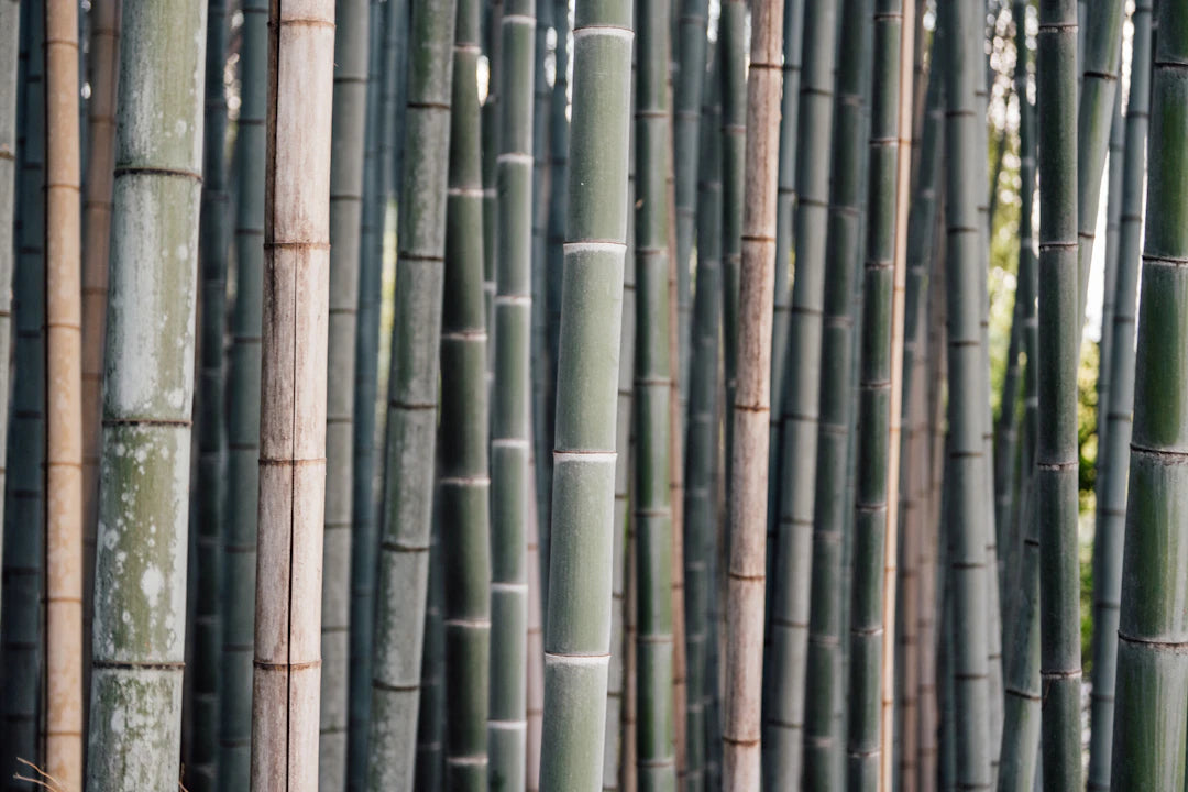 Why Bamboo is the Best Choice for Eco-Friendly Nappies