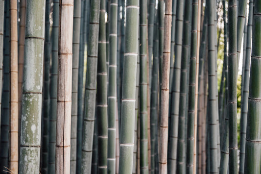 Why Bamboo is the Best Choice for Eco-Friendly Nappies